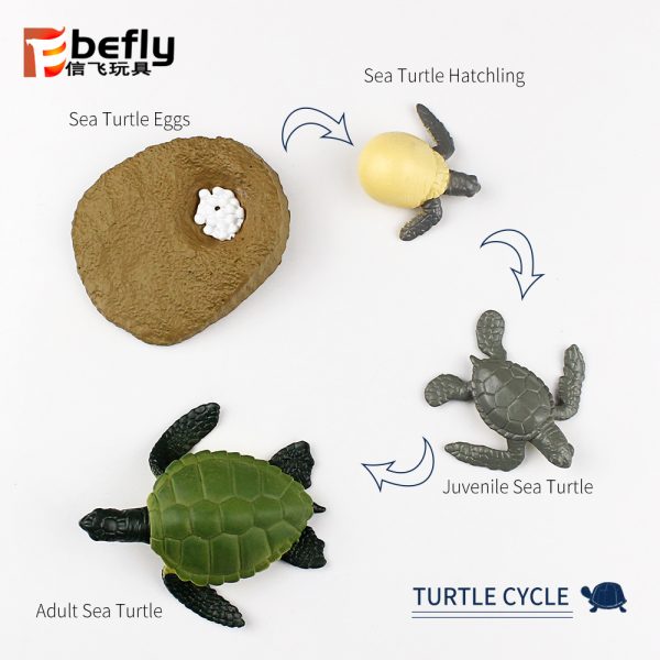 Realistic plastic turtle life cycle toy set