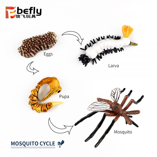 Realistic plastic Mosquito life cycle toy set