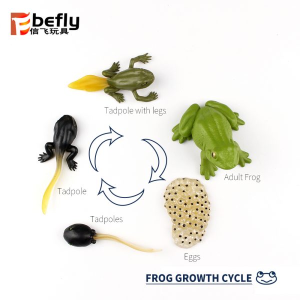 Realistic plastic frog life cycle toy set