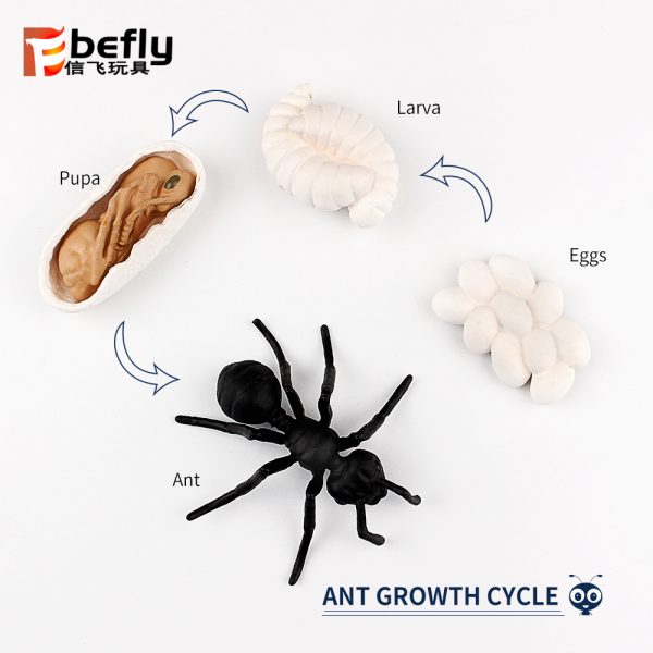 Realistic plastic Ant life cycle toy set