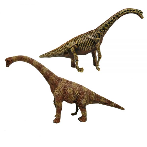 Realistic Brachiosaurus toy dinosaur skeleton model