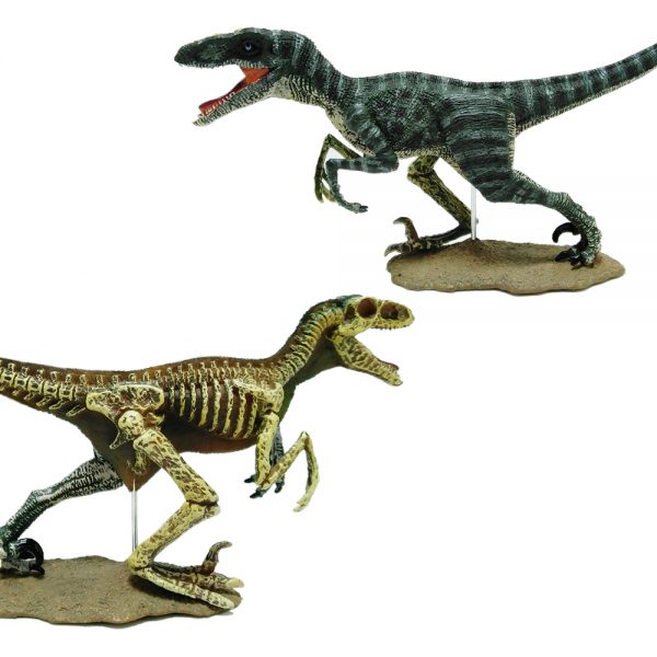 Doubble different size vivid Velociraptor toy plastic dinosaur skeleton model