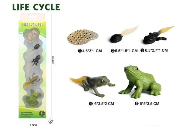 Mini plastic Butterfly turtle frog chicken Ladybug animal toy life cycle montessori figures